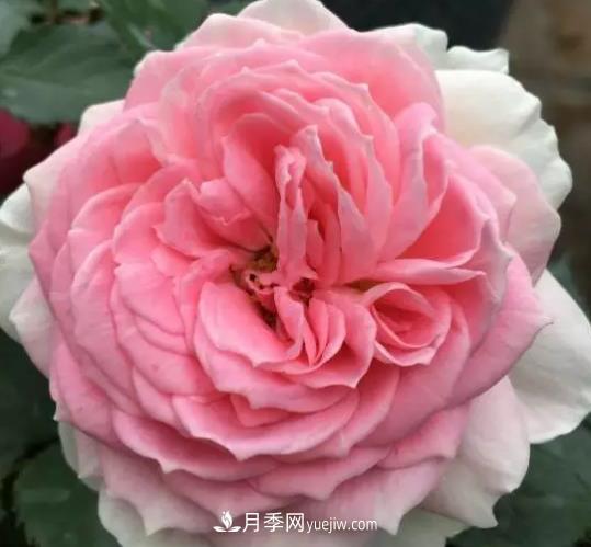 初冬適合養哪些花？這6種花好養又好看！(圖5)