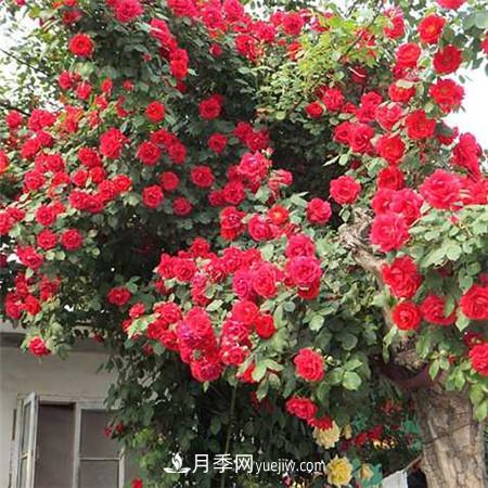 藤本月季在不同生長(cháng)期怎么施肥(圖1)