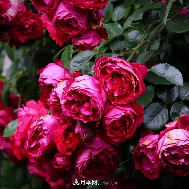 仙女博主的小院，種了什么月季？都是超低維護(圖2)