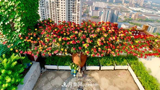 仙女博主的小院，種了什么月季？都是超低維護(圖7)