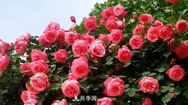 仙女博主的小院，種了什么月季？都是超低維護(圖5)