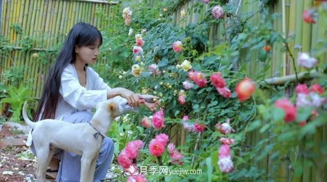 仙女博主的小院，種了什么月季？都是超低維護(圖6)