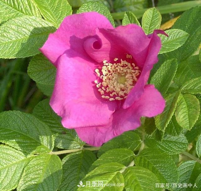 玫瑰和月季怎么區分？***簡(jiǎn)單的方法是什么？(圖1)