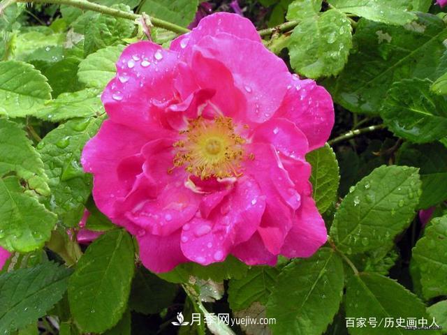 玫瑰和月季怎么區分？***簡(jiǎn)單的方法是什么？(圖4)