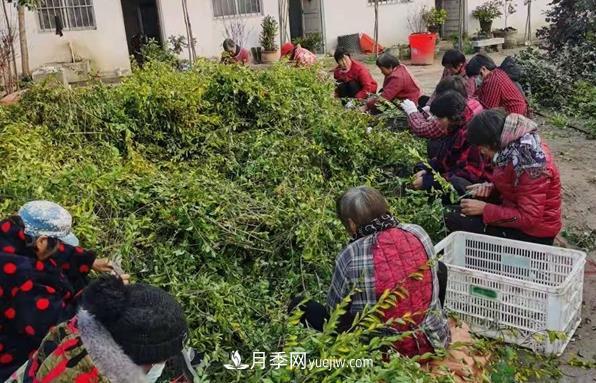 河南汝南：大棚苗木產(chǎn)銷(xiāo)旺 農村花木致富經(jīng)(圖1)