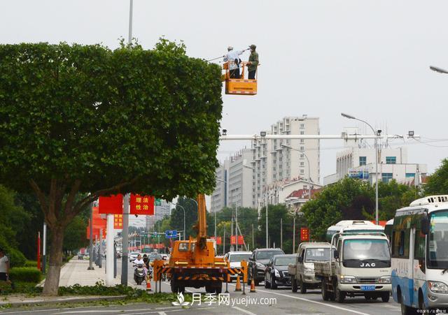 疫情后行情受到壓制，2021年苗木人如何扭轉局面(圖2)