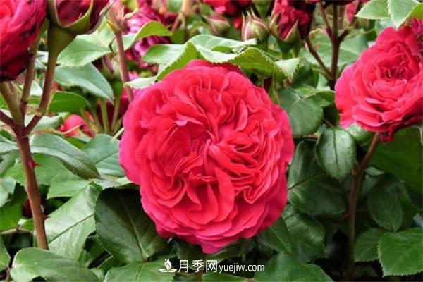 月季品種紅達和紅龍的區別 二者有什么不同(圖1)