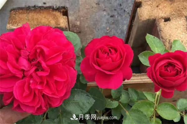 月季品種紅達和紅龍的區別 二者有什么不同(圖2)