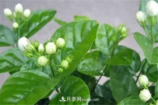 什么花養的***快***漂亮(圖1)