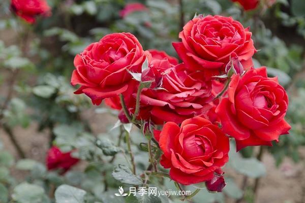 黑魔術(shù)月季優(yōu)缺點(diǎn)，適合新手養殖嗎(圖1)