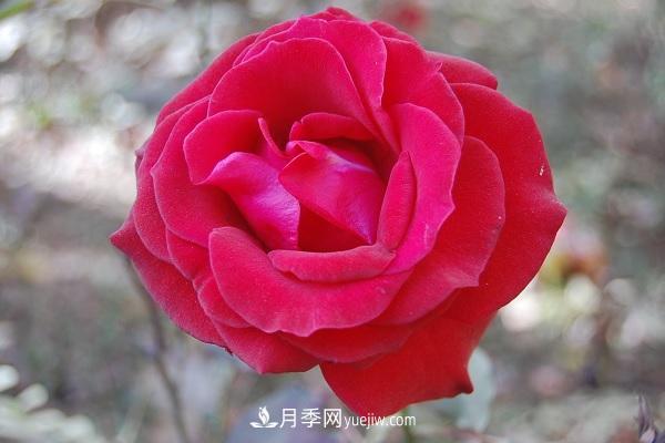 黑魔術(shù)月季優(yōu)缺點(diǎn)，適合新手養殖嗎(圖2)