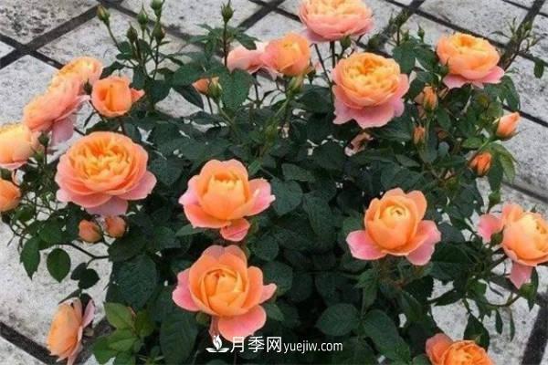 果汁陽(yáng)臺月季一年開(kāi)幾次花 如何促進(jìn)開(kāi)花(圖2)
