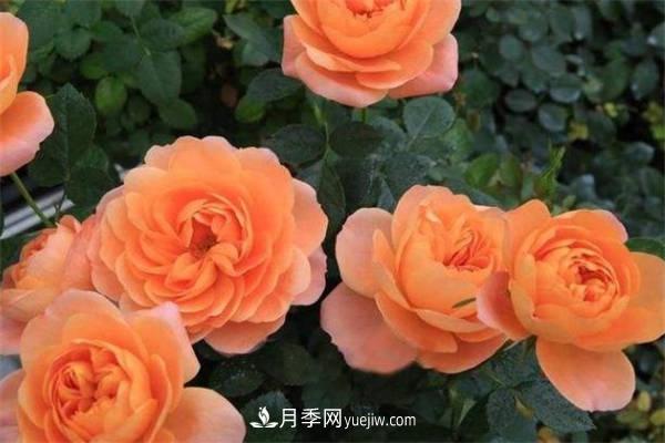 果汁陽(yáng)臺月季一年開(kāi)幾次花 如何促進(jìn)開(kāi)花(圖1)
