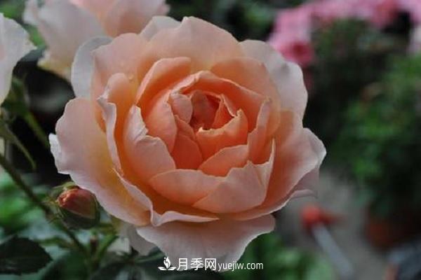杏色露臺月季的優(yōu)缺點(diǎn)是什么？ 適合新手養殖嗎(圖1)
