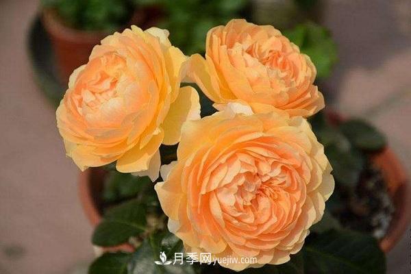 杏色露臺月季的優(yōu)缺點(diǎn)是什么？ 適合新手養殖嗎(圖2)