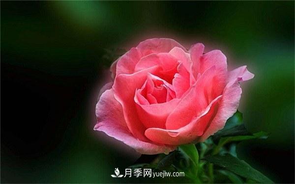 月季施肥過(guò)多癥狀有哪些 如何正確施肥(圖2)