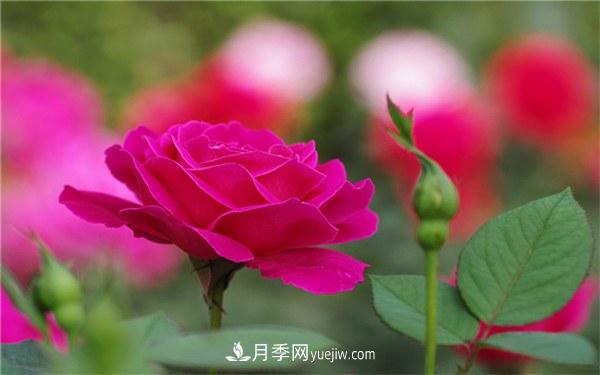月季施肥過(guò)多癥狀有哪些 如何正確施肥(圖1)