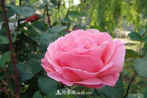 月季施肥和打藥要錯開(kāi)時(shí)間嗎 可以同時(shí)使用(圖1)