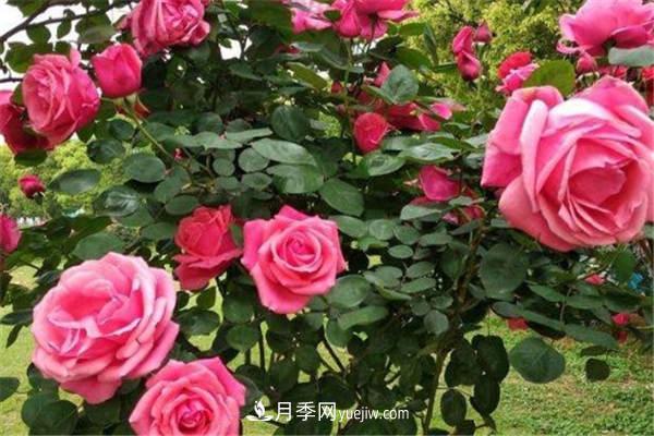 棒棒糖月季壽命長(cháng)嗎 如何養護(圖1)