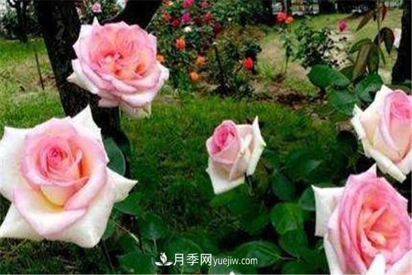 北方月季移栽***佳時(shí)間 需要注意什么(圖1)