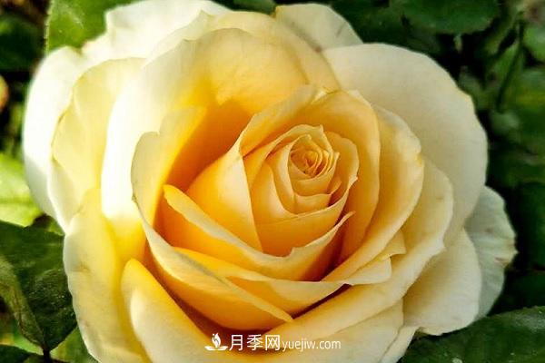 蜜桃雪山月季優(yōu)缺點(diǎn)有哪些？新手可以養嗎？(圖1)