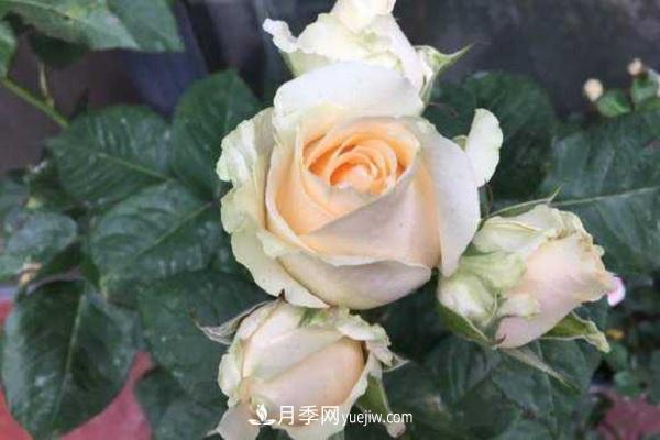 蜜桃雪山月季優(yōu)缺點(diǎn)有哪些？新手可以養嗎？(圖2)