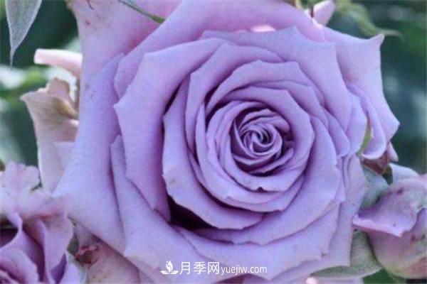 藍色陰雨月季怎么養 如何爆盆(圖1)