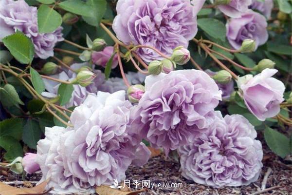 藍色陰雨月季怎么養 如何爆盆(圖2)