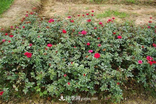 月季小苗怎么養長(cháng)得快 方法是什么(圖1)