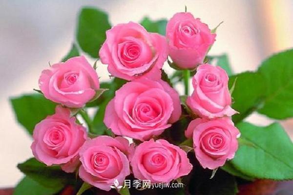 剛買(mǎi)的月季老樁如何種植 方法及注意事項(圖1)