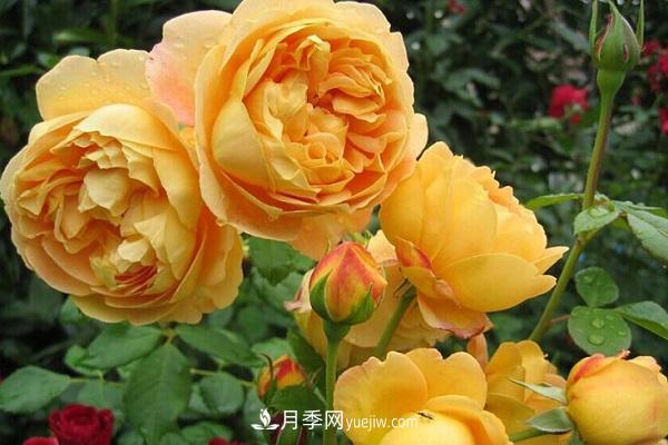 盆栽黃金慶典月季的養殖方法和注意事項(圖1)