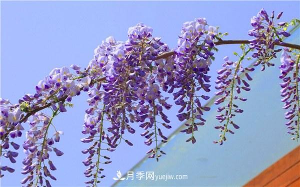 爬藤***快的花卉有哪些 爬藤月季簡(jiǎn)單好養長(cháng)的快(圖2)