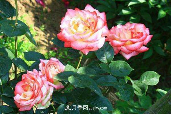 剛移栽的月季樹(shù)怎么管理 新購的苗如何正確移栽(圖1)