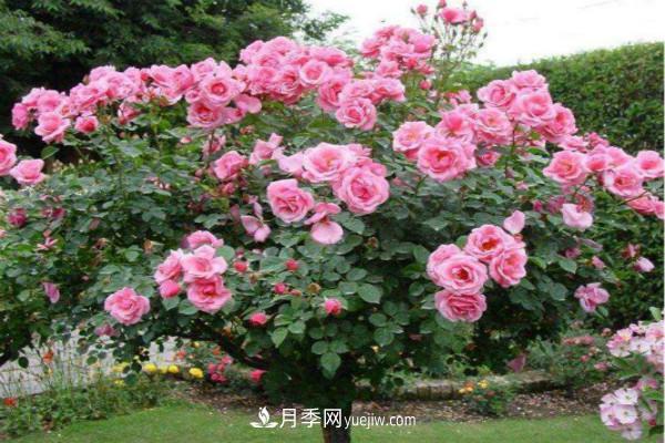 剛移栽的月季樹(shù)怎么管理 新購的苗如何正確移栽(圖2)