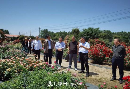 河南省四優(yōu)四化項目 助推南陽(yáng)月季、梔子產(chǎn)業(yè)發(fā)展(圖2)