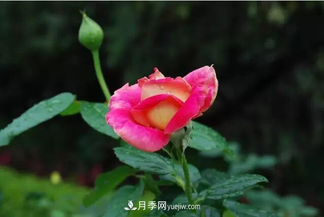 藤月如何選？這些經(jīng)典品種隨便種一棵，都能美爆你的花園(圖2)