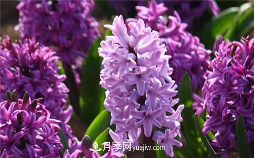 冬天養這五種超耐寒花卉盆栽(圖3)