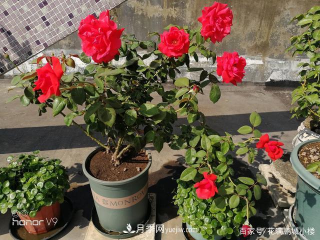 月季入門(mén)推薦級2個(gè)紅色大花月季品種(圖2)