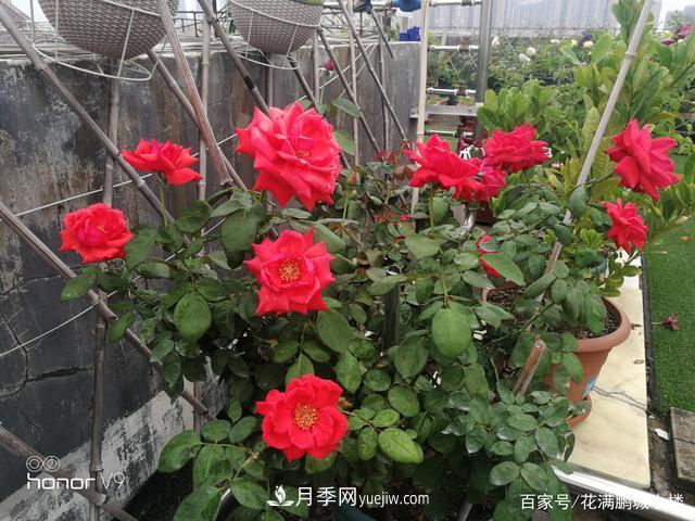 月季入門(mén)推薦級2個(gè)紅色大花月季品種(圖1)
