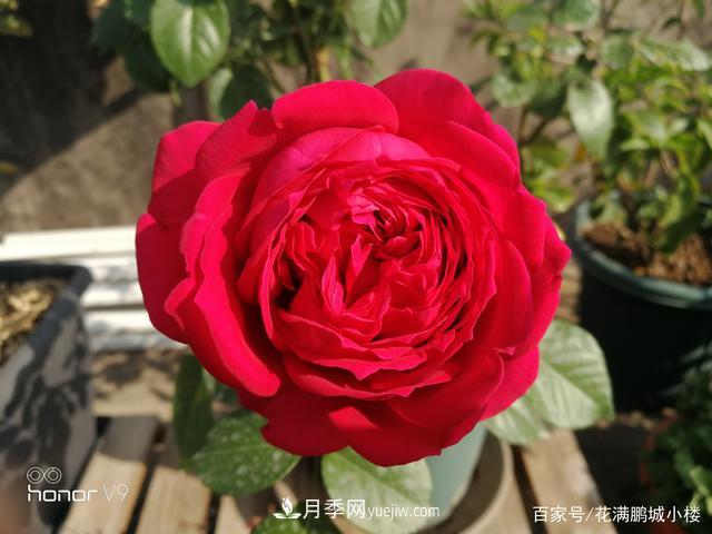 月季入門(mén)推薦級2個(gè)紅色大花月季品種(圖4)