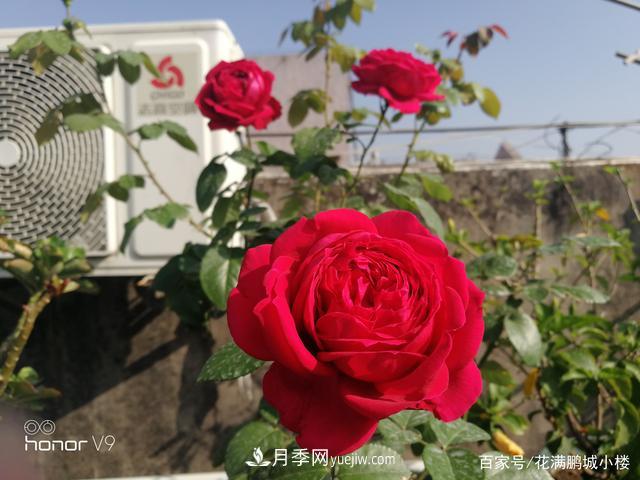月季入門(mén)推薦級2個(gè)紅色大花月季品種(圖3)
