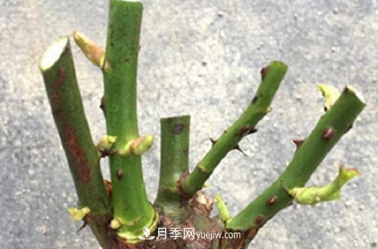 月季修剪，有舍才有得(圖3)