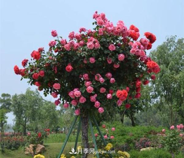 樹(shù)狀月季，南陽(yáng)樹(shù)狀月季種植基地(圖3)