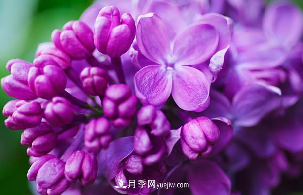 “世界丁香花園”桑給巴爾出口量增10倍，價(jià)格呢(圖1)