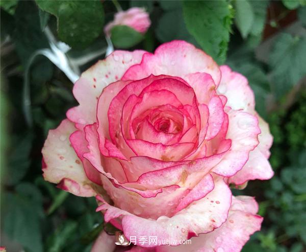 怎樣解決南陽(yáng)樹(shù)狀月季不開(kāi)花的問(wèn)題？(圖1)