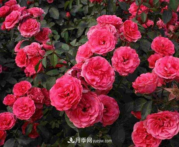 怎樣防治樹(shù)狀月季白粉虱蟲(chóng)害？(圖1)