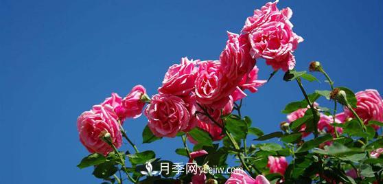 嫁接成功后的盆栽樹(shù)狀月季如何澆水？(圖1)