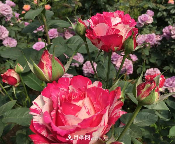 怎樣有效的防治樹(shù)狀月季蚜蟲(chóng)災害？(圖1)