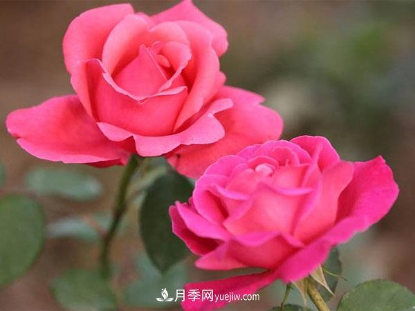 養殖月季花的方法和注意事項分別有哪些呢？(圖1)
