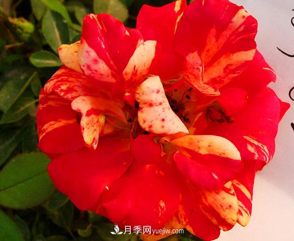 ***近很火爆的一個(gè)大花月季品種，它的用途及特殊的栽培環(huán)境介紹(圖1)